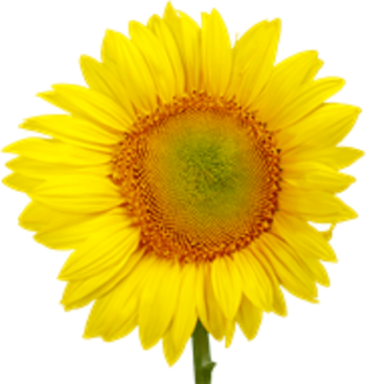 Read more about the article ARCA’s Psycho-Social Programme